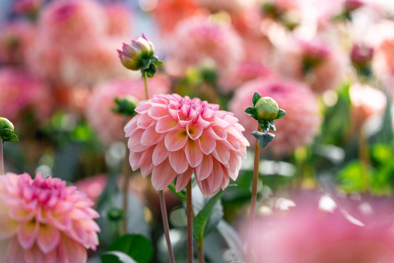 Dahlia 'Sebastian'